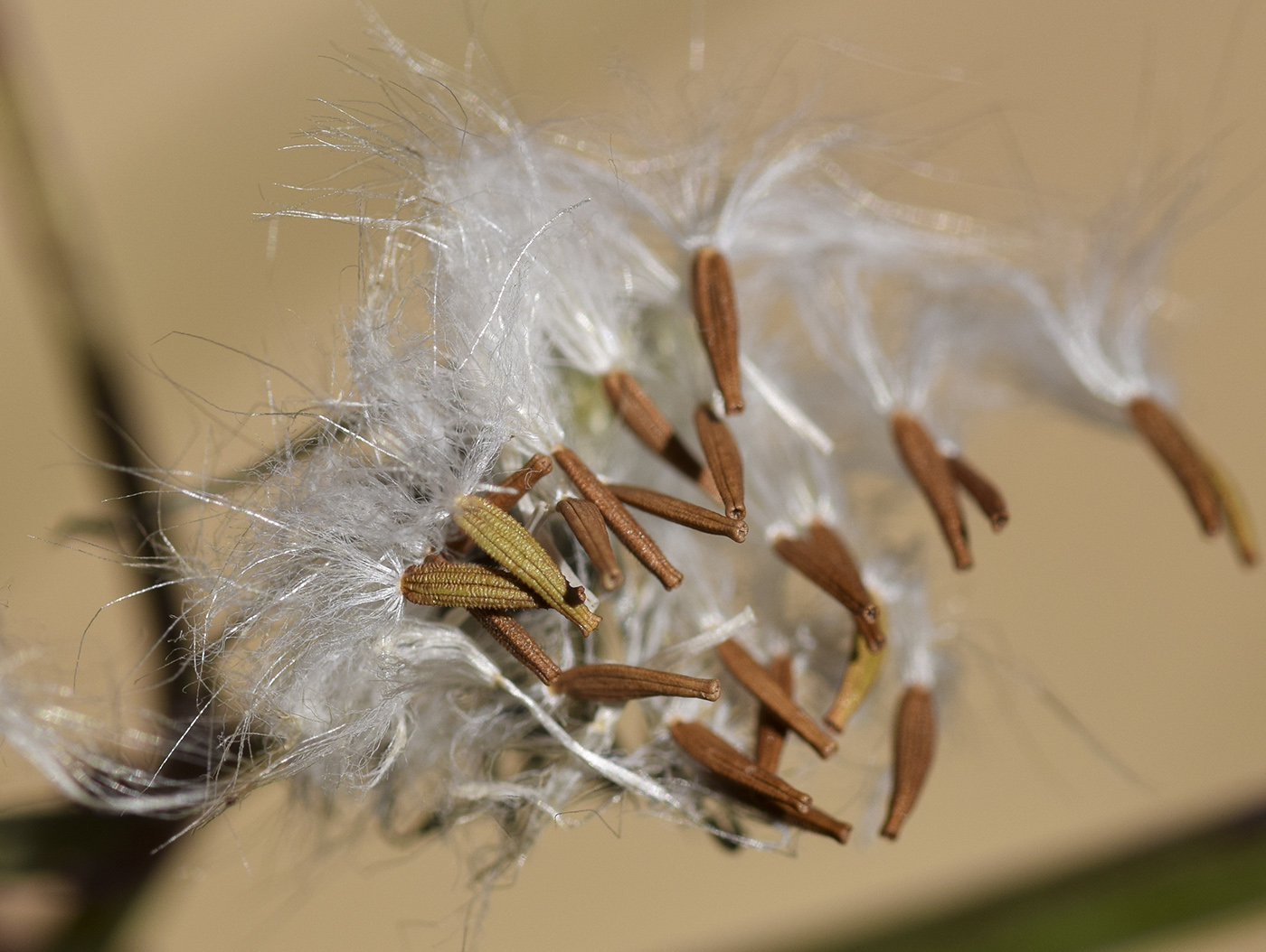Image of Sonchus tenerrimus specimen.