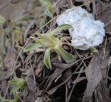 Aster alpinus