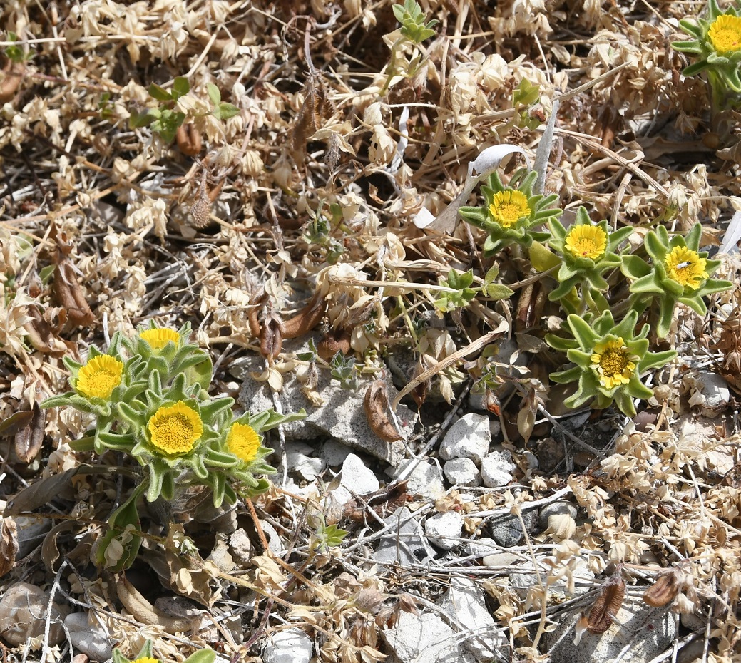 Image of Pallenis spinosa specimen.