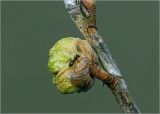 View full-size image Ribes nigrum
