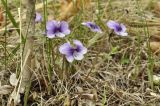 Смотреть изображение Viola dissecta