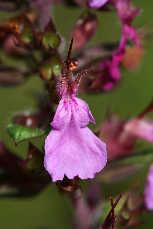 Image of Teucrium chamaedrys specimen.