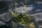 View full-size image Potamogeton perfoliatus