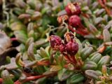 Loiseleuria procumbens. Побег с плодами (сильно увеличено). Окрестности Мурманска, 22.08.2008.