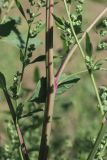 View full-size image Chenopodium album