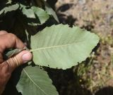 View full-size image Quercus brantii