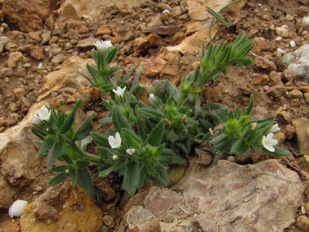 Image of Buglossoides sibthorpiana specimen.