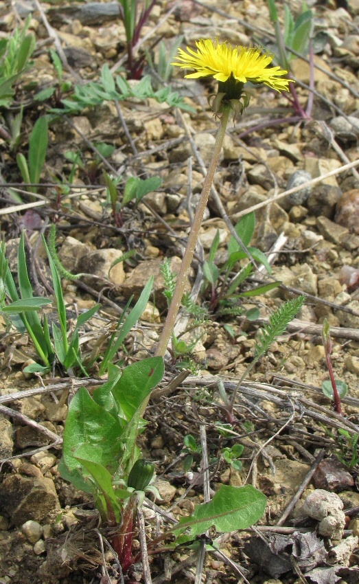 Image of genus Taraxacum specimen.