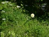 View full-size image Knautia montana