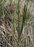 Carex aquatilis. Верхняя часть побегов с соцветиями. Кольский п-ов, Восточный Мурман, Дальние Зеленцы, задернованный кочкарный берег бухты Оскара. 23.06.2011.