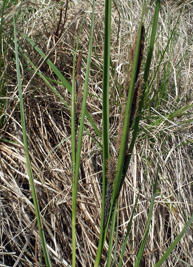 Изображение особи Carex aquatilis.