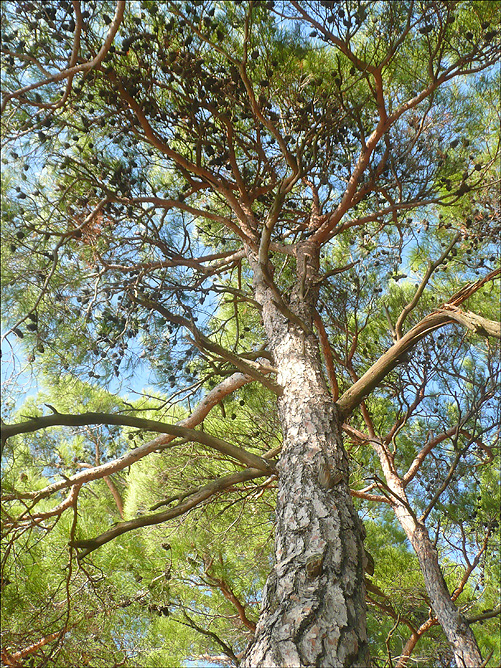 Image of Pinus pityusa specimen.