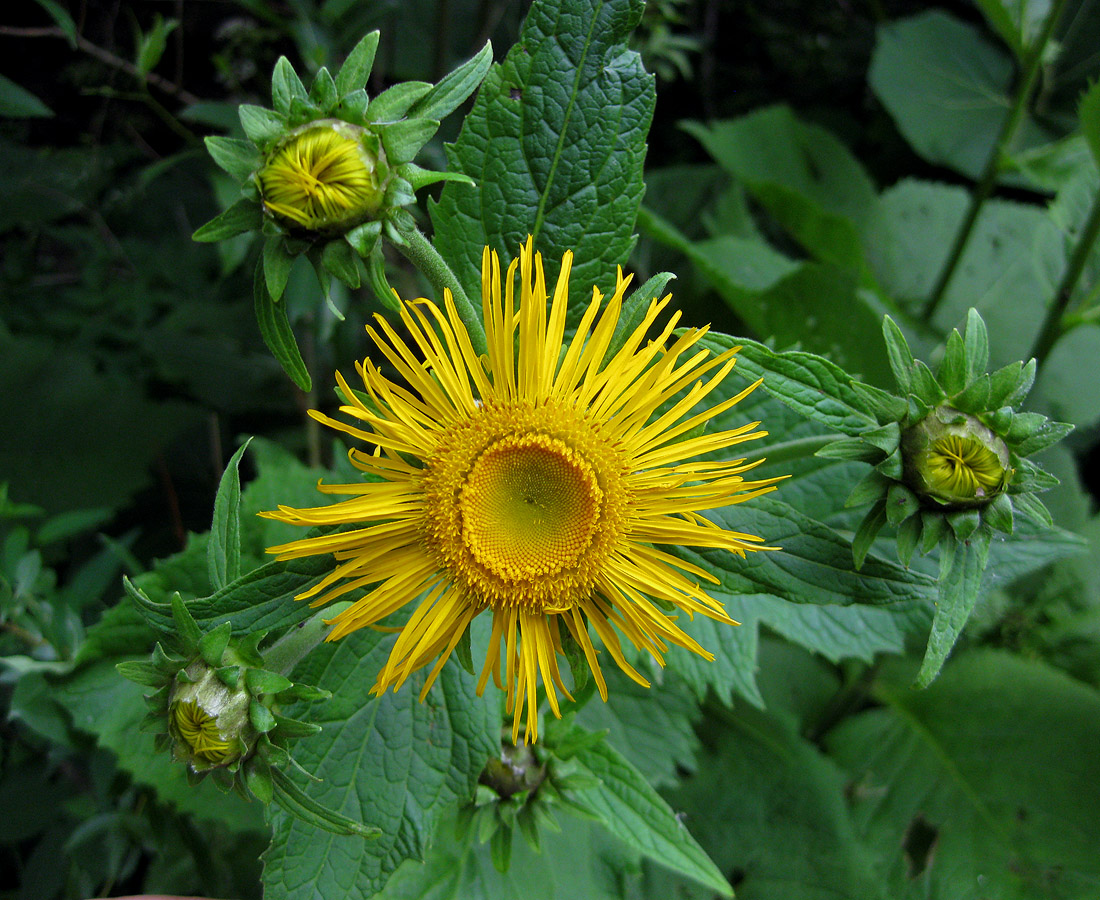 Image of Telekia speciosa specimen.