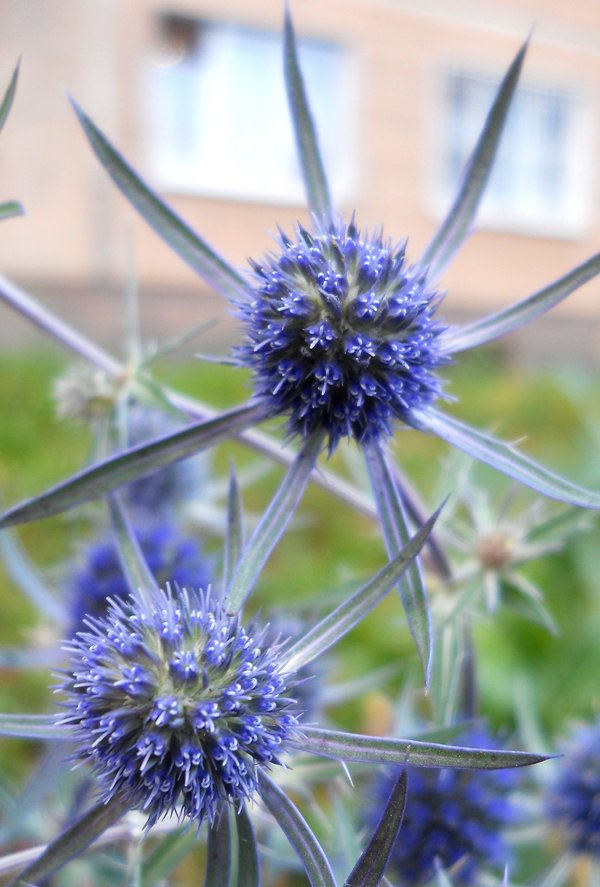 Image of Eryngium planum specimen.