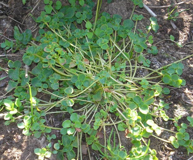 Image of Chrysosplenium dezhnevii specimen.