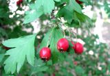 Crataegus monogyna