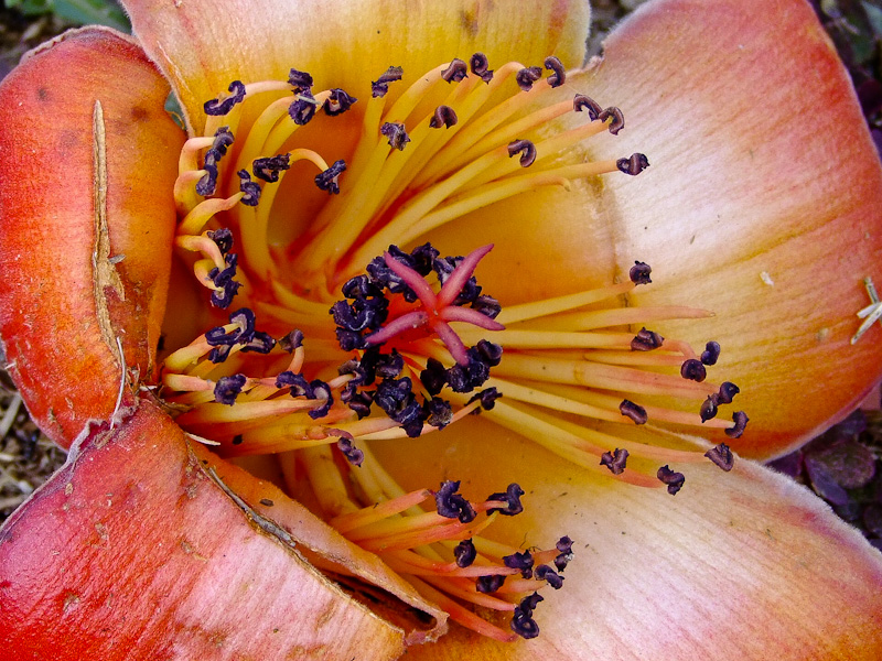 Image of Bombax ceiba specimen.