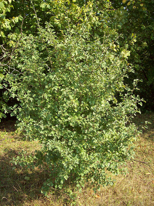 Изображение особи Crataegus rhipidophylla.