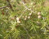 Juniperus deltoides. Часть побега с созревающими шишкоягодами. Черноморское побережье Кавказа, Новороссийск, близ мыса Мысхако. 9 марта 2012 г.