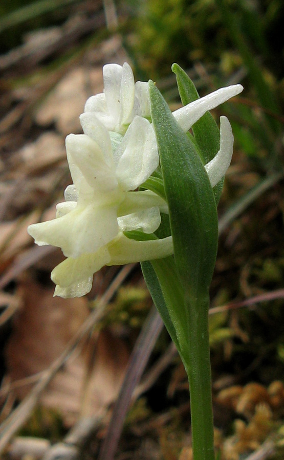 Image of Dactylorhiza romana specimen.