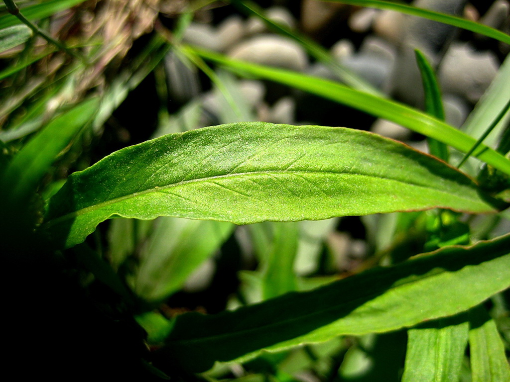 Image of Aconogonon ocreatum var. riparium specimen.