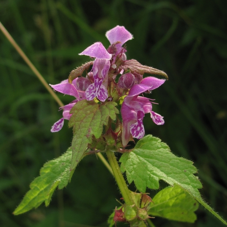 Image of Lamium maculatum specimen.