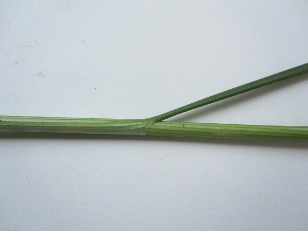 Image of Allium lineare specimen.