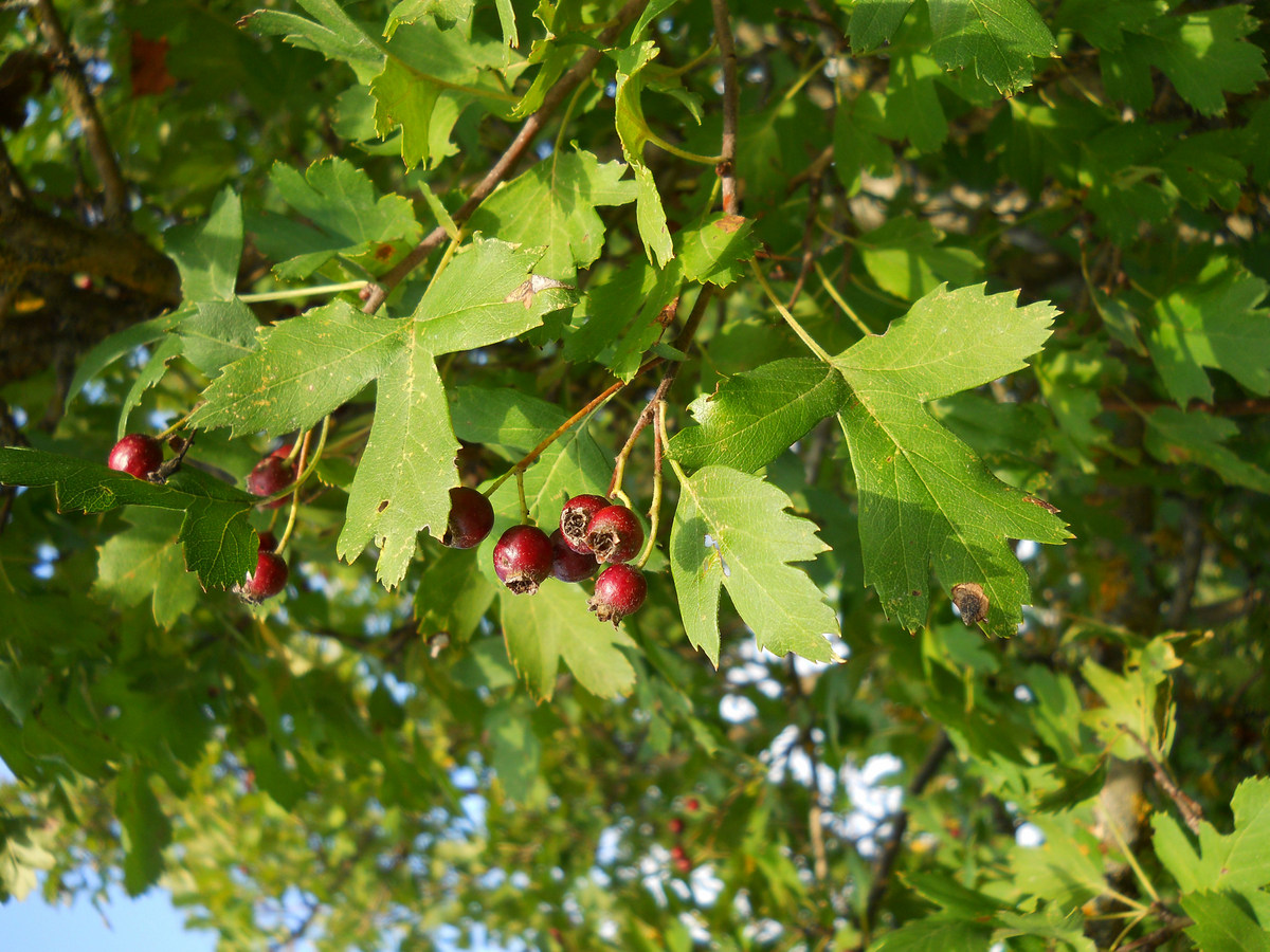 Image of genus Crataegus specimen.