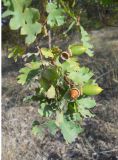 Quercus pubescens. Верхушка ветви с плодами. Южный берег Крыма, окр. пгт Малый Маяк, лиственный лес. 15 октября 2012 г.
