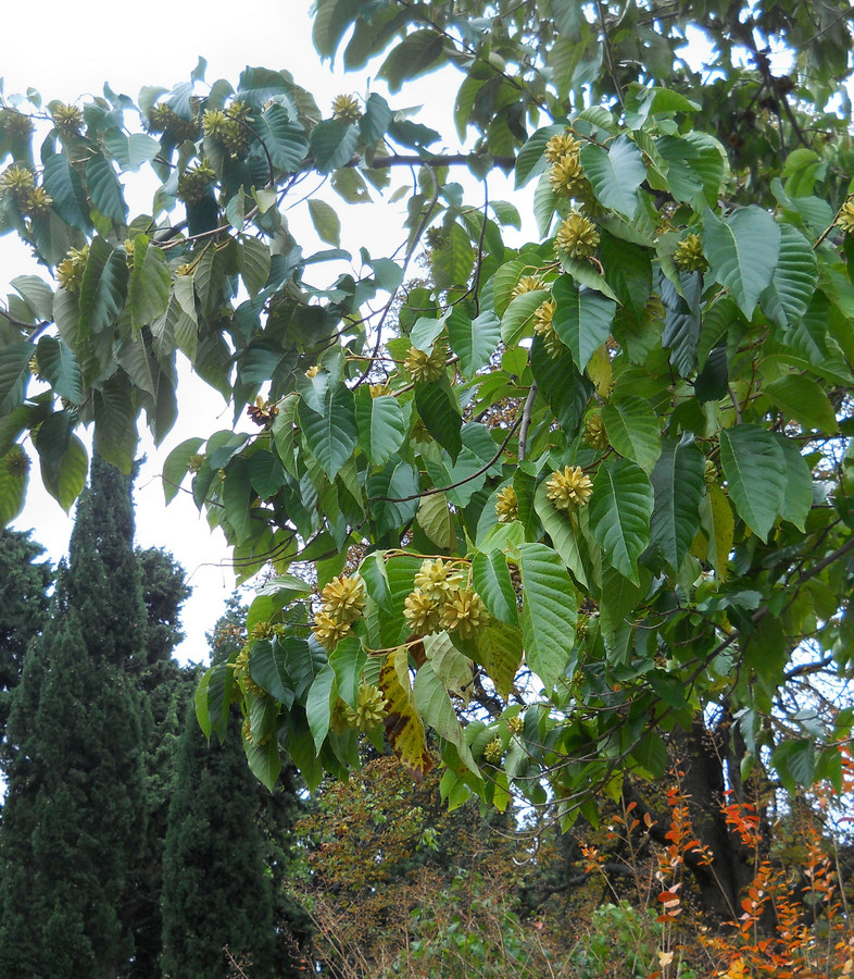 Image of Camptotheca acuminata specimen.