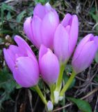 genus Colchicum