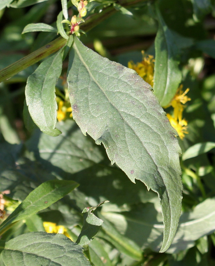 Image of Solidago virgaurea specimen.