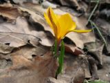 Crocus angustifolius. Цветущее растение. Крым, Бахчисарайский р-н, Большой каньон, урочище Чаин-Су. 15.03.2011.