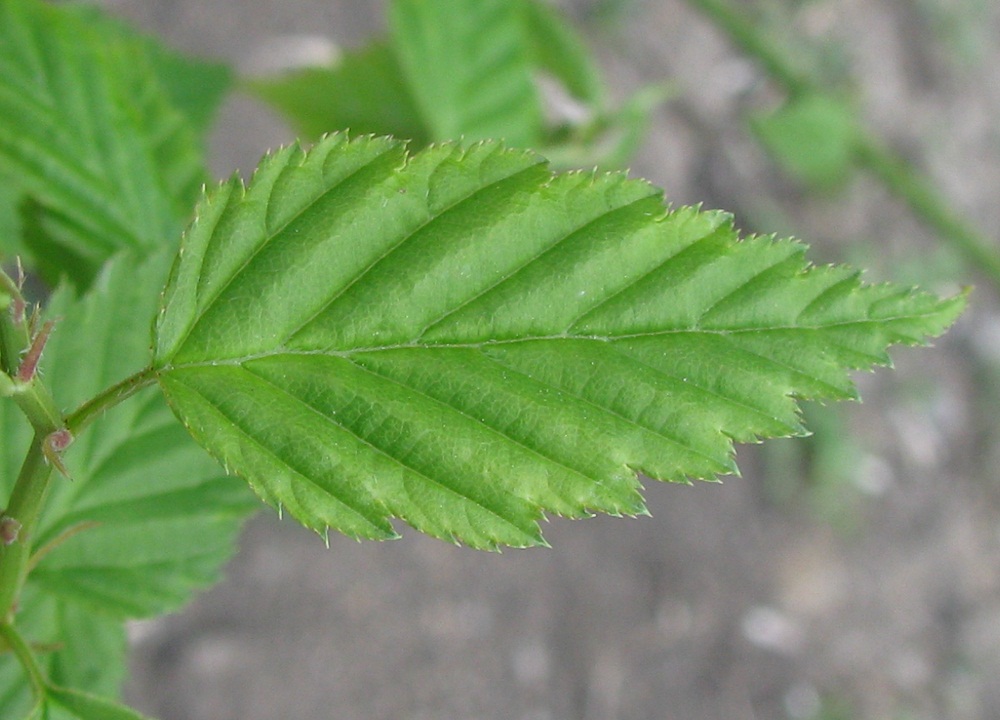 Image of Kerria japonica specimen.