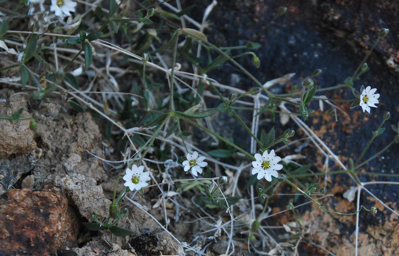 Изображение особи Stellaria amblyosepala.