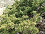 Juniperus hemisphaerica. Можжевеловый стланик на вершине горы. Ставропольский край, г. Кисловодск, Курортный парк верхний. 02.04.2013.