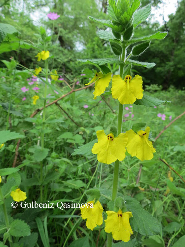 Изображение особи Rhynchocorys stricta.