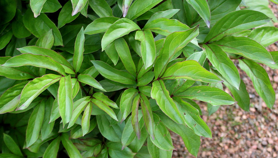 Изображение особи Paeonia lactiflora.