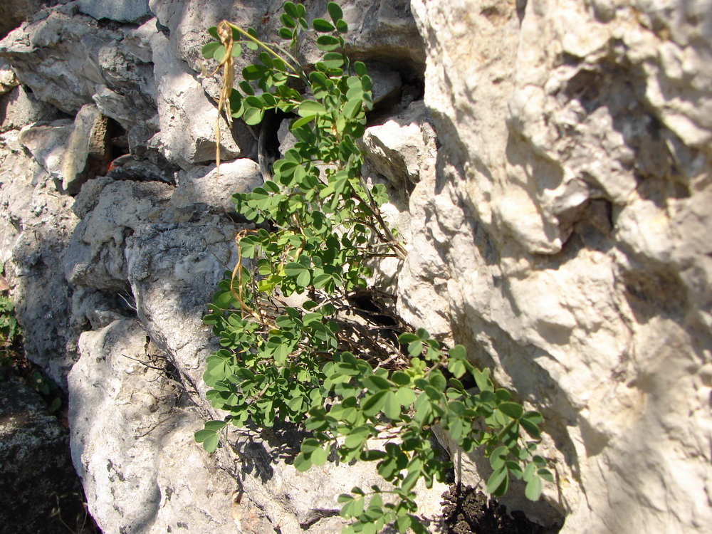 Image of Hippocrepis emeroides specimen.