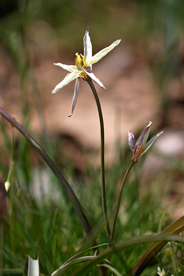 Изображение особи Tulipa bifloriformis.