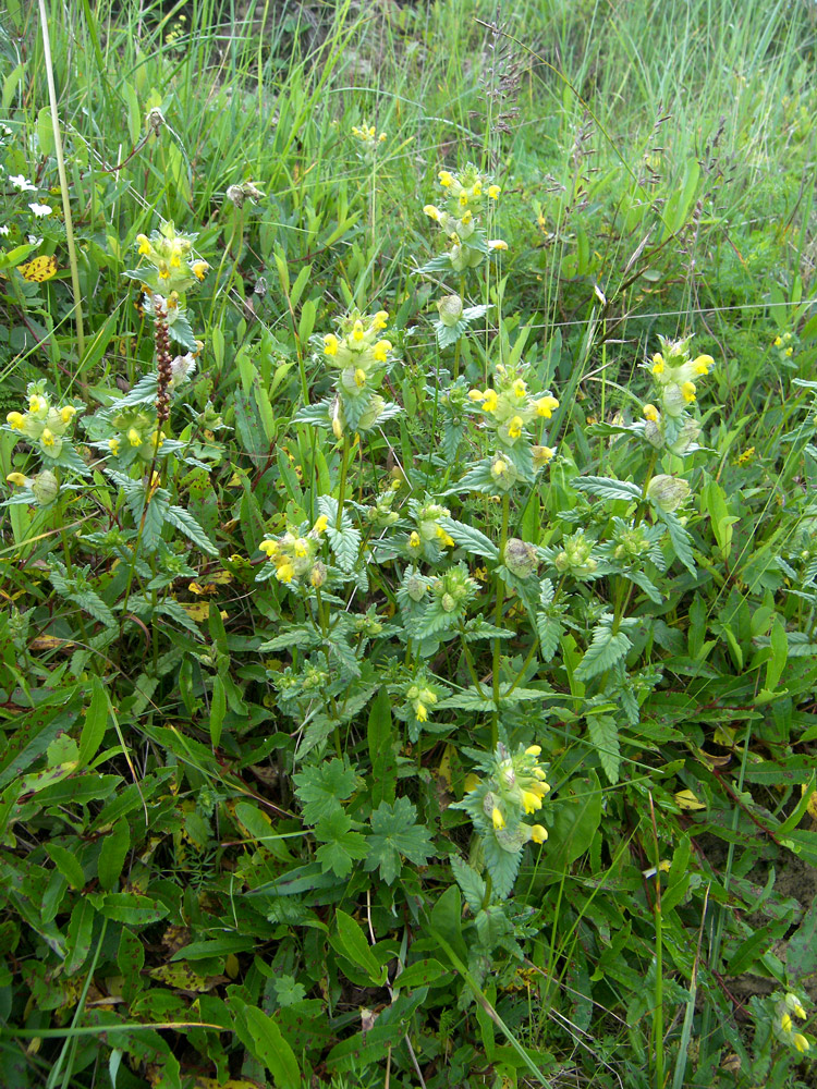 Image of Rhinanthus minor specimen.