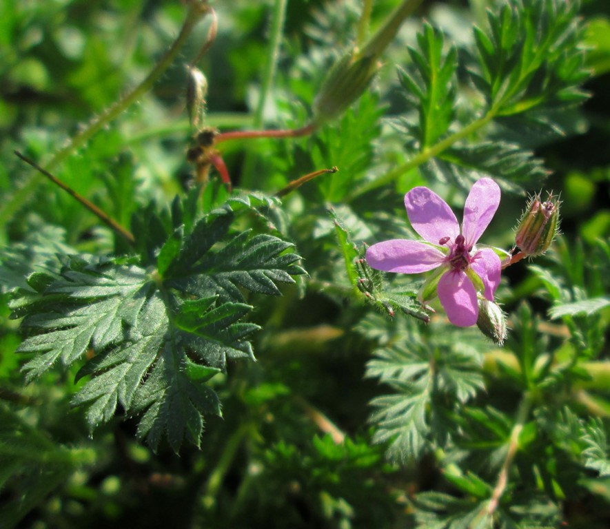 Image of Erodium cicutarium specimen.