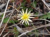 Смотреть изображение род Taraxacum