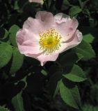 genus Rosa. Цветок. Краснодарский край, Кущёвский р-н, станица Шкуринская, склон балки Сухая. 20.05.2013.