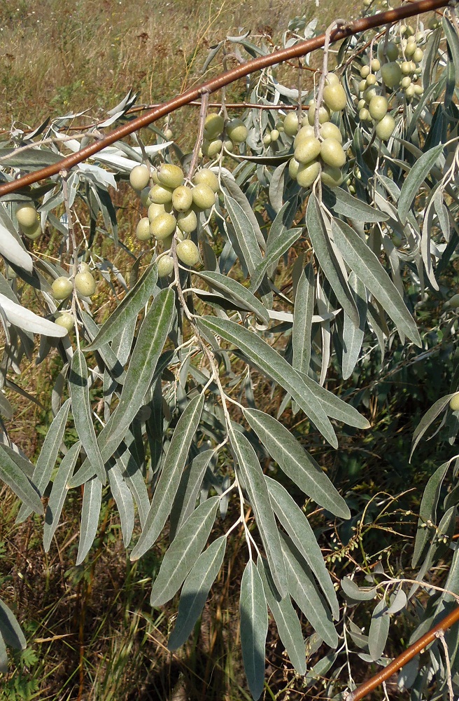 Image of Elaeagnus angustifolia specimen.