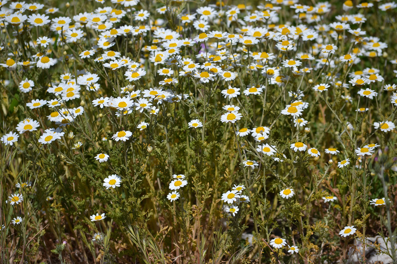 Image of genus Anthemis specimen.