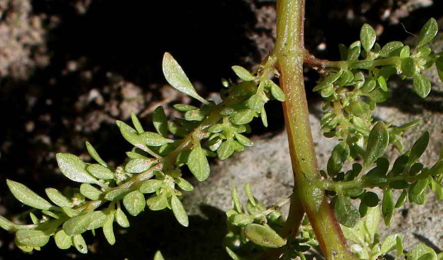 Image of Pilea microphylla specimen.