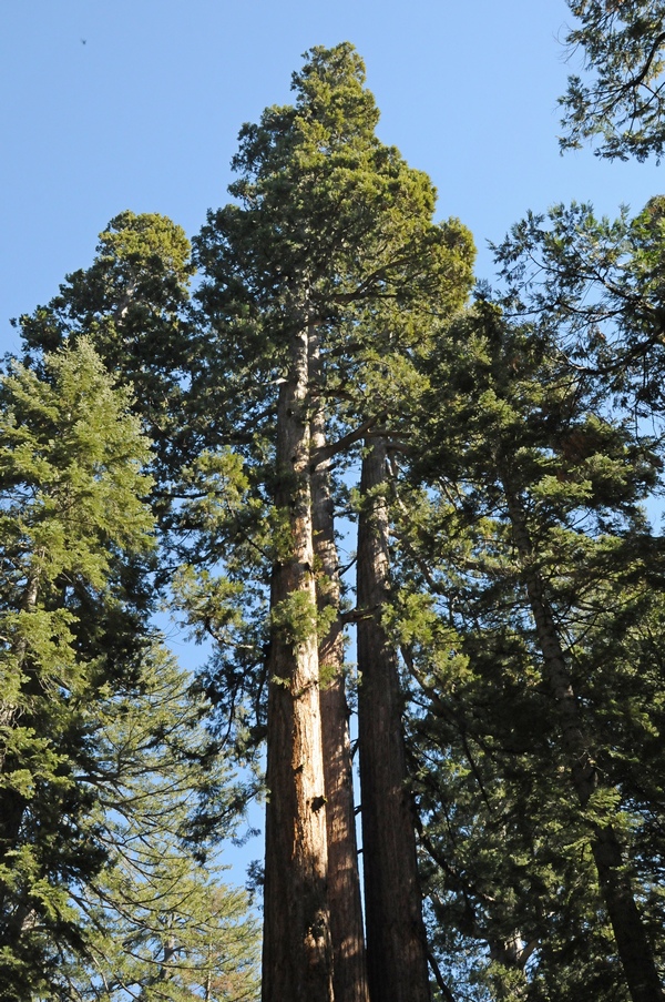 Image of Sequoiadendron giganteum specimen.