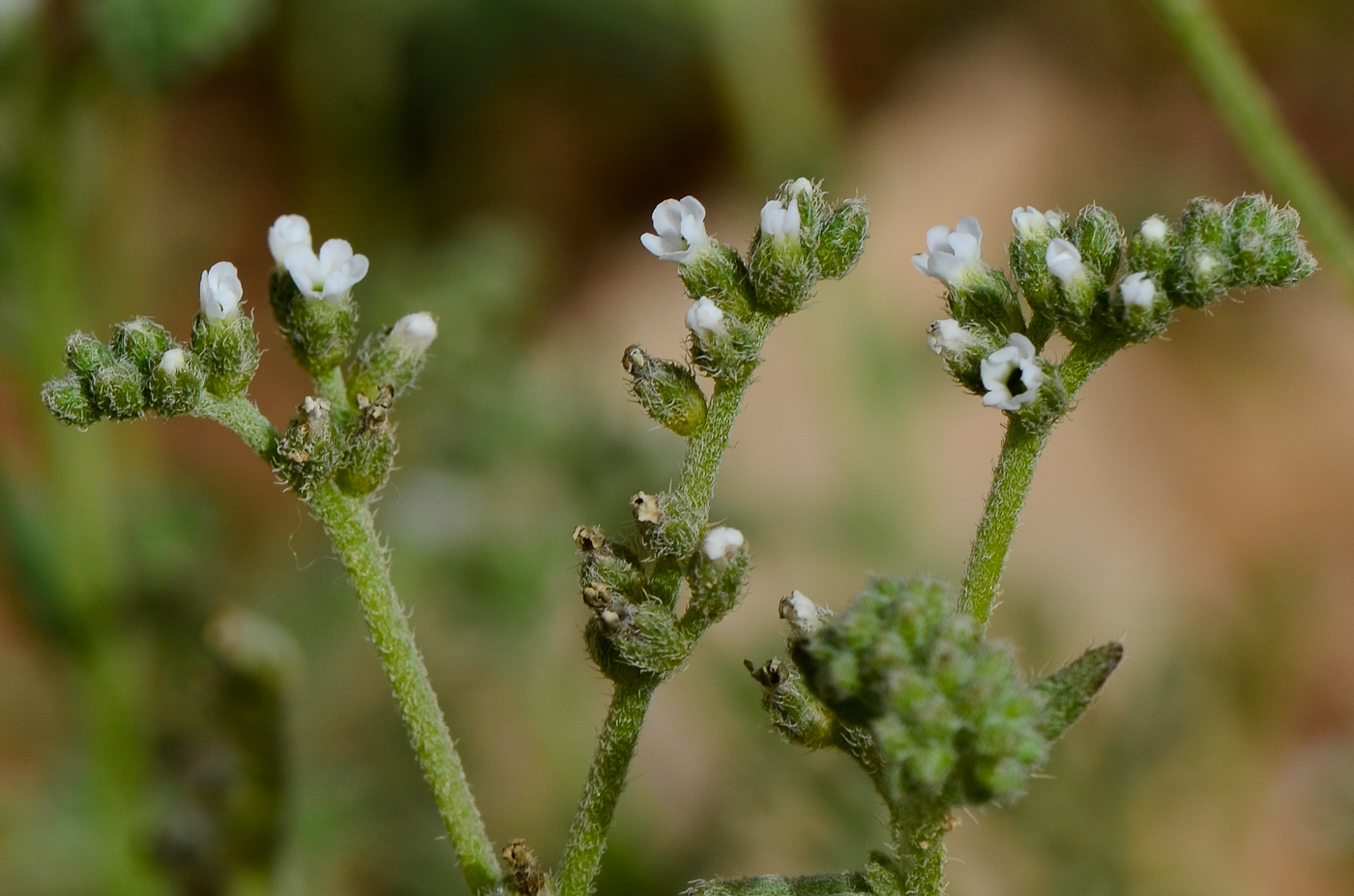 Image of Heliotropium bacciferum specimen.