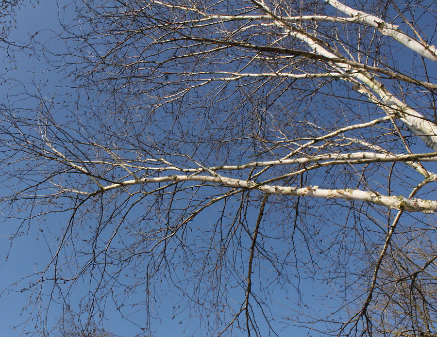 Image of Betula utilis var. jacquemontii specimen.